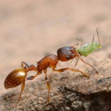An ant belonging to the genus Temnothorax
