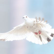 A dove in flight