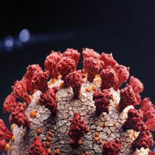 An image of the COVID-19 virus. 