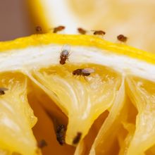 Fruit flies flutter about a sliced lemon wedge. 
