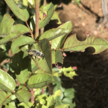 Leaves damaged by leafcutter bees