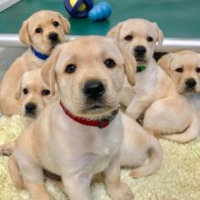 five yellow retriever puppes