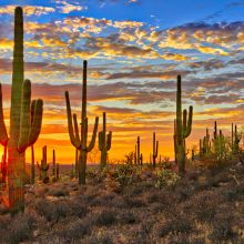 Sunset in Sonoran Desert, near Phoenix.