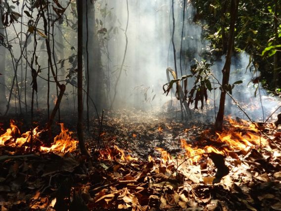 A forest fire burning through the Amazon rainforest