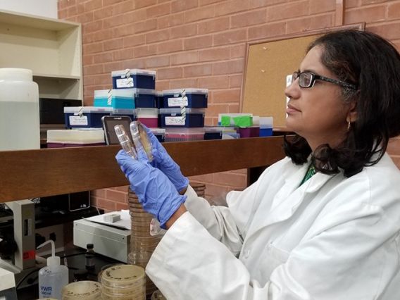 Sadhana Ravishankar works in her lab.