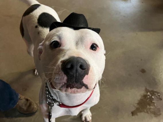 A white dog with black spots stares up and the camera while wearing a small black cowboy hat. There is part of a boot in the picture.