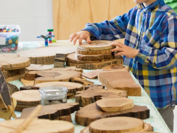 a kid in a plaid shirt looks at slices of tree called cookies