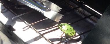 nopales, or a cactus pad being grilled