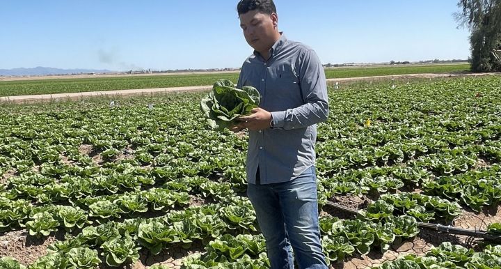 Alan Cruz, an ag systems management major at UArizona Yuma, stands in a field of leafy greens.