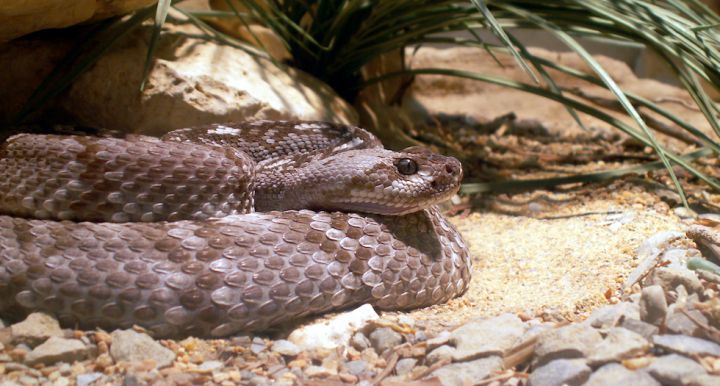 A black-tailed rattlesnake coiled up outside of its den