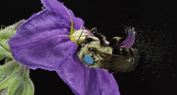 A female Bombus impatiens (bumblebee) sonicating a deadly nightshade blossom in the UA EEB greenhouse.
