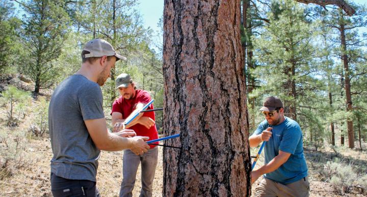 Matt Dannenberg, Paul Szejner, and Erik Anderson core a Ponderosa pine tree in Northern Arizona's Kaibab National Forest. (Photo: Emily Litvack/RDI)