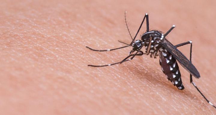 Mosquito on someone's skin - Univeristy of Arizona Zika virus research