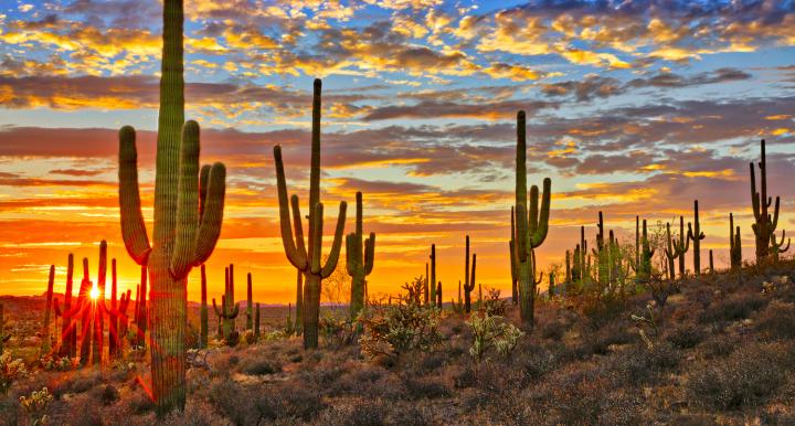 Sunset in Sonoran Desert, near Phoenix.
